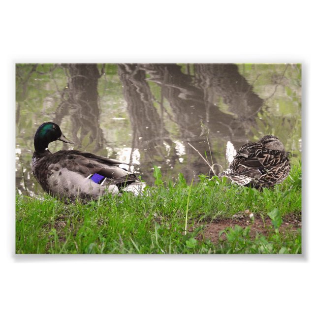 Foto Pareja de patos cariñosos (Frente)