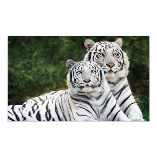 Foto pareja de tigres (Frente)