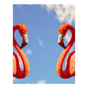 Foto Pareja flamingo caribeña