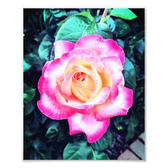 Foto Paren y huelan a los Rosas (Frente)