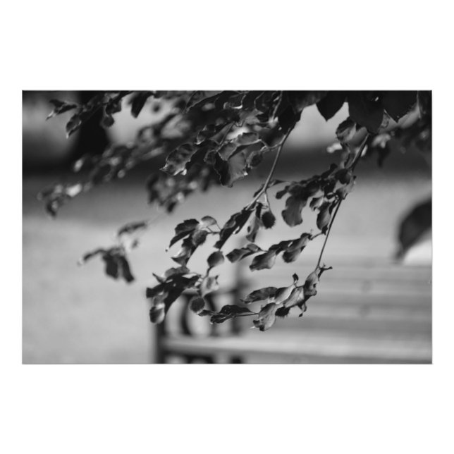 Foto Park Bench (Frente)