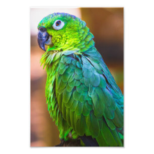 Foto Paro verde