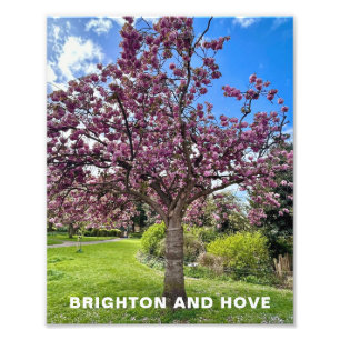 Foto Parque de árboles de flores de cerezo en Brighton 