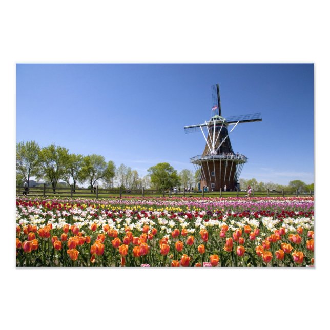 Foto parque de la isla del molino de viento con tulipan (Frente)