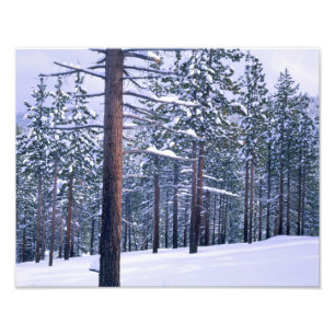 Foto PARQUE ESTATAL DEL LAGO TAHOE, NEVADA. EE. UU. Nie