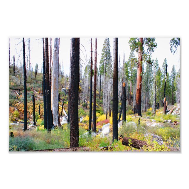 Foto Parque nacional del Cañón Kings (Frente)