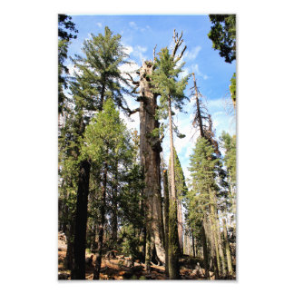 Foto Parque nacional del Cañón Kings