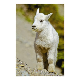 Foto Parque nacional Glacier, Montana, Estados Unidos, 