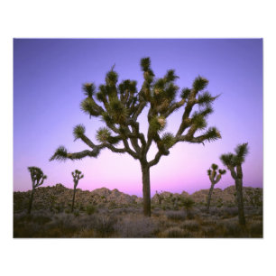 FOTO PARQUE NACIONAL JOSHUA TREE, CALIFORNIA. EE. UU.