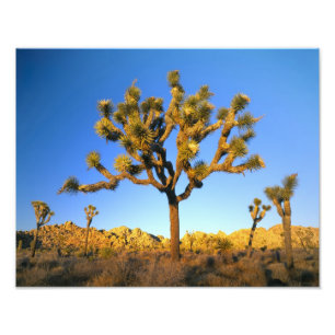 Foto Parque Nacional Joshua Tree, California. EE.UU.