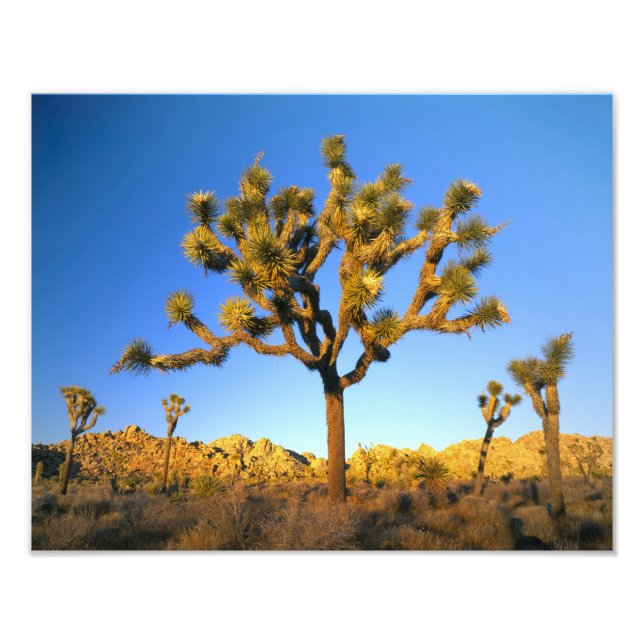 Foto Parque Nacional Joshua Tree, California. EE. UU. (Frente)