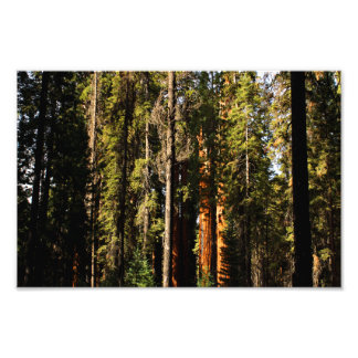 Foto Parque nacional Sequoia