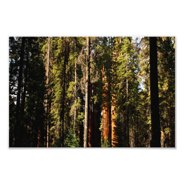 Foto Parque nacional Sequoia (Frente)