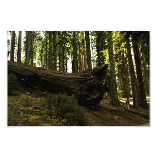 Foto Parque nacional Sequoia
