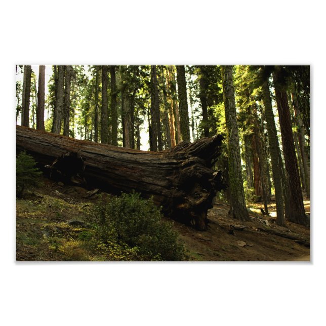 Foto Parque nacional Sequoia (Frente)