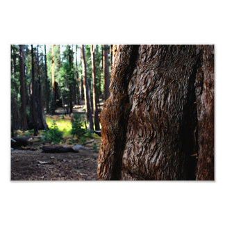 Foto Parque nacional Sequoia