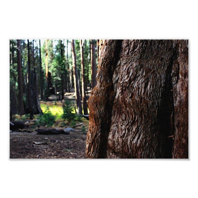 Foto Parque nacional Sequoia (Frente)