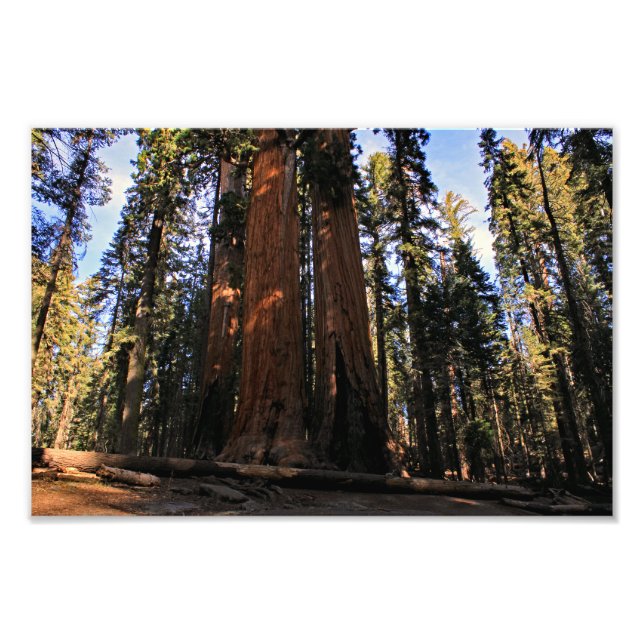 Foto Parque nacional Sequoia (Frente)