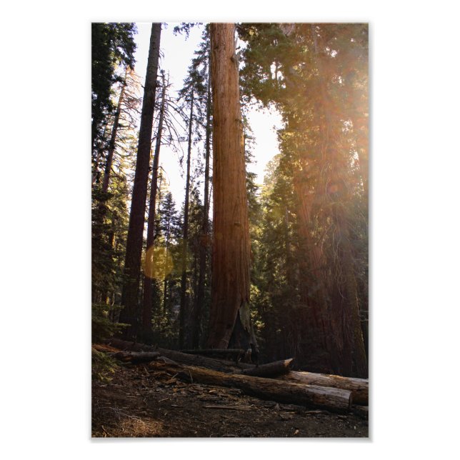 Foto Parque nacional Sequoia (Frente)