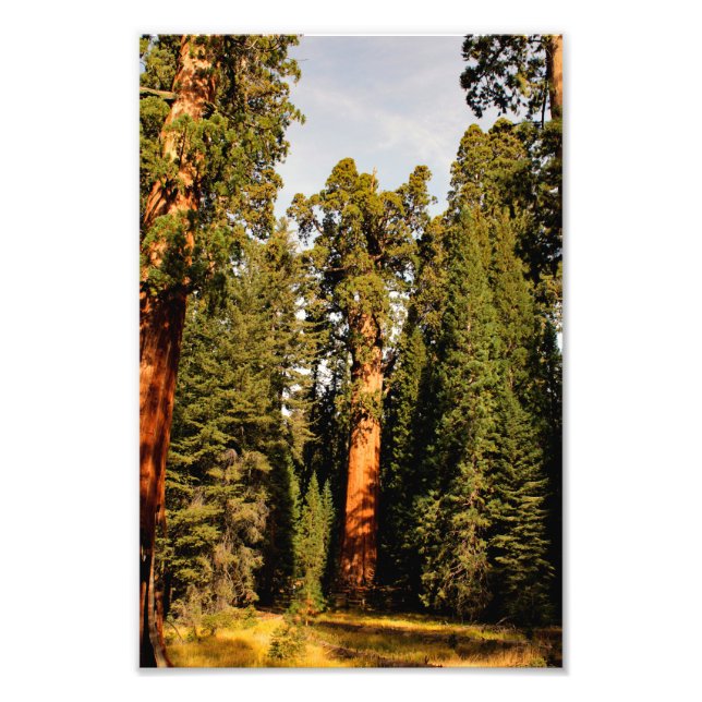 Foto Parque nacional Sequoia (Frente)