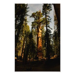 Foto Parque nacional Sequoia