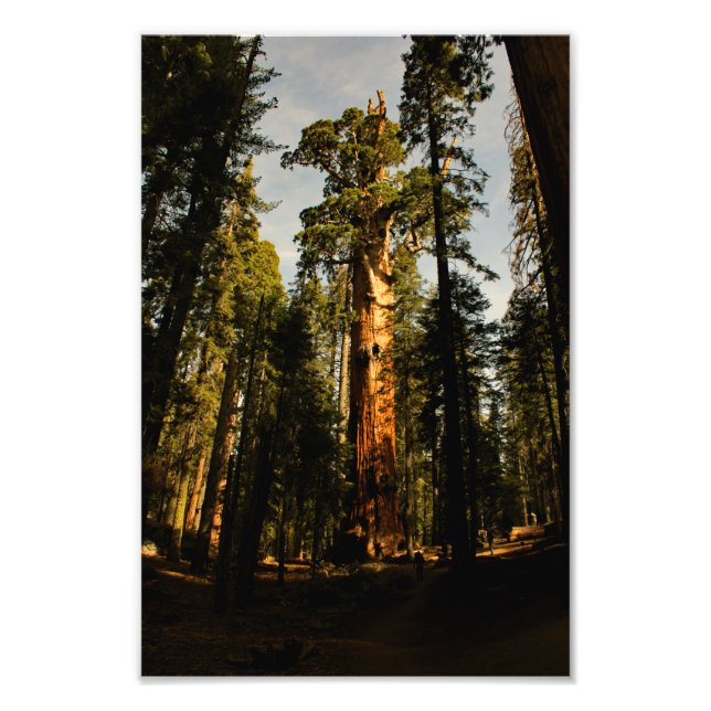Foto Parque nacional Sequoia (Frente)