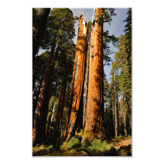 Foto Parque nacional Sequoia