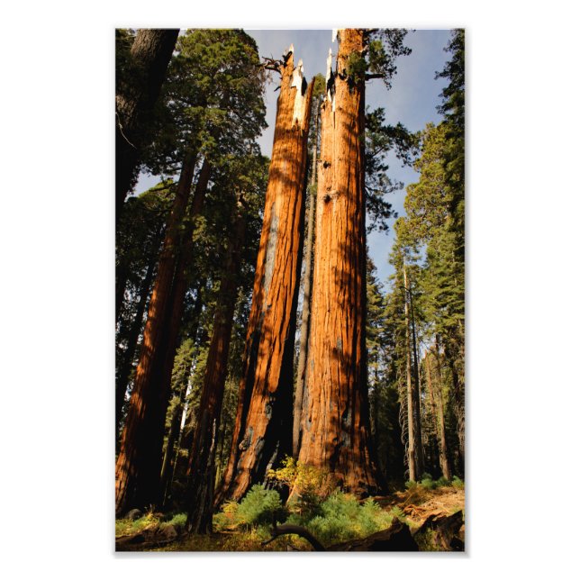 Foto Parque nacional Sequoia (Frente)