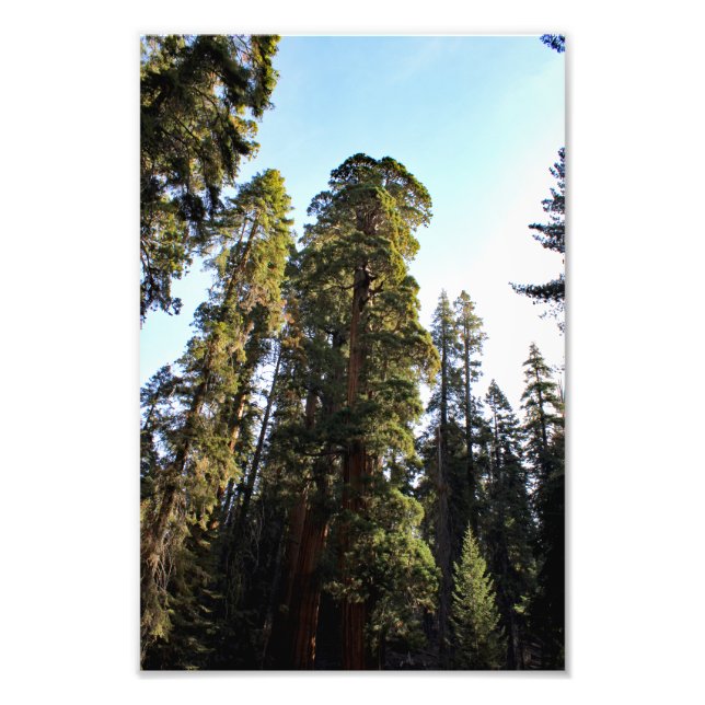Foto Parque nacional Sequoia (Frente)