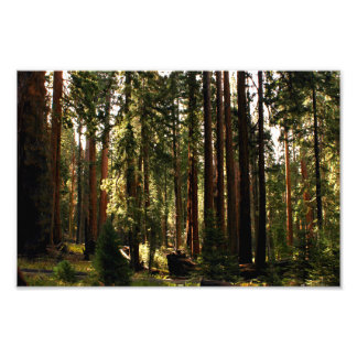 Foto Parque nacional Sequoia