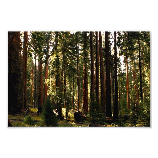 Foto Parque nacional Sequoia (Frente)