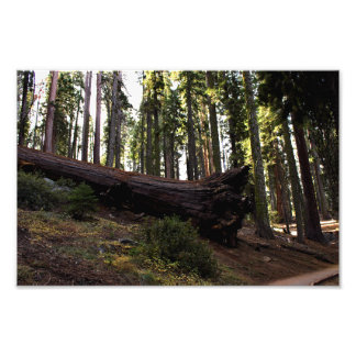 Foto Parque nacional Sequoia