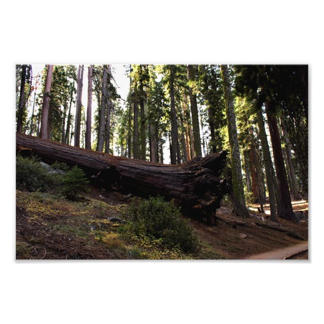 Foto Parque nacional Sequoia (Frente)