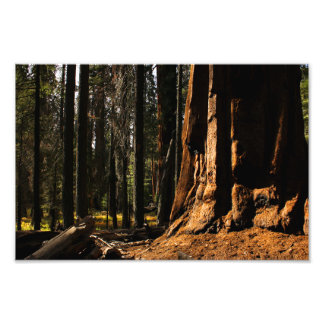 Foto Parque nacional Sequoia