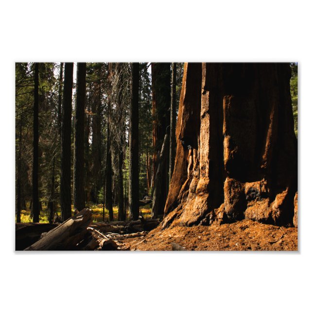 Foto Parque nacional Sequoia (Frente)