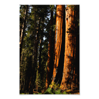 Foto Parque nacional Sequoia