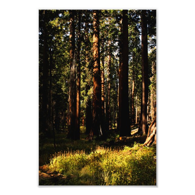Foto Parque nacional Sequoia (Frente)