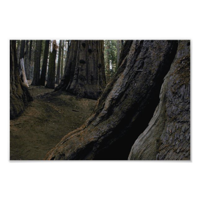 Foto Parque nacional Sequoia (Frente)
