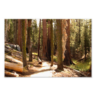 Foto Parque nacional Sequoia