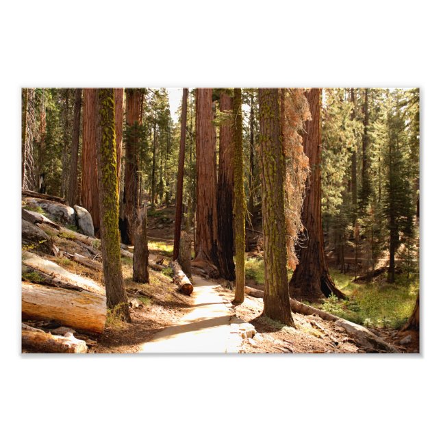 Foto Parque nacional Sequoia (Frente)