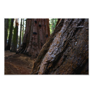 Foto Parque nacional Sequoia