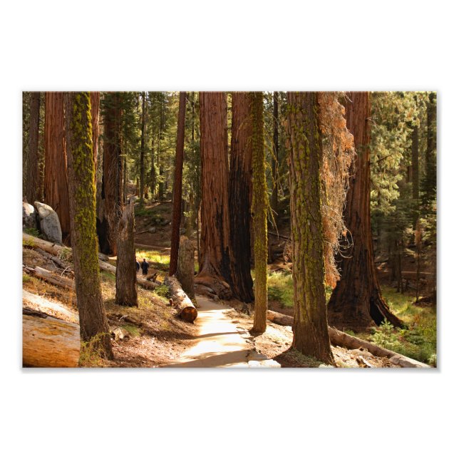 Foto Parque nacional Sequoia (Frente)
