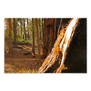 Foto Parque nacional Sequoia