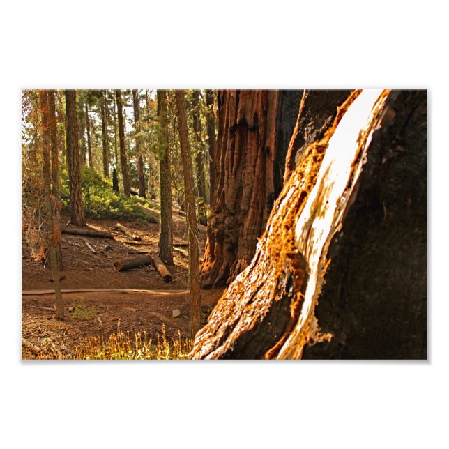 Foto Parque nacional Sequoia (Frente)