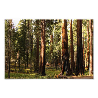 Foto Parque nacional Sequoia