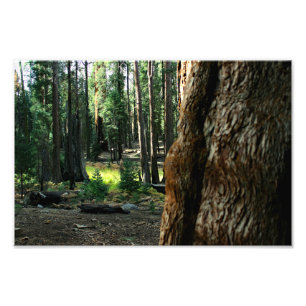 Foto Parque nacional Sequoia