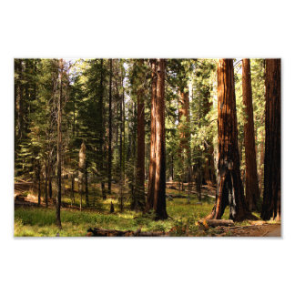 Foto Parque nacional Sequoia
