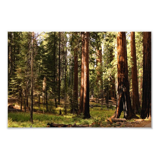 Foto Parque nacional Sequoia (Frente)