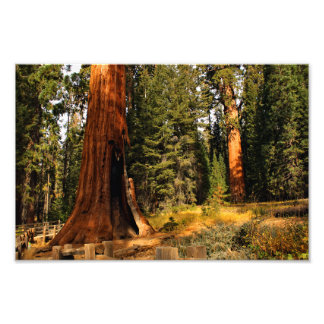 Foto Parque nacional Sequoia