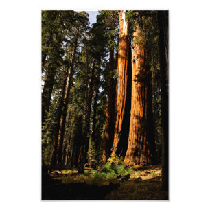 Foto Parque nacional Sequoia